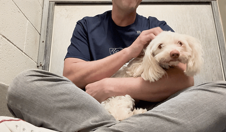 Sitting with dogs 73